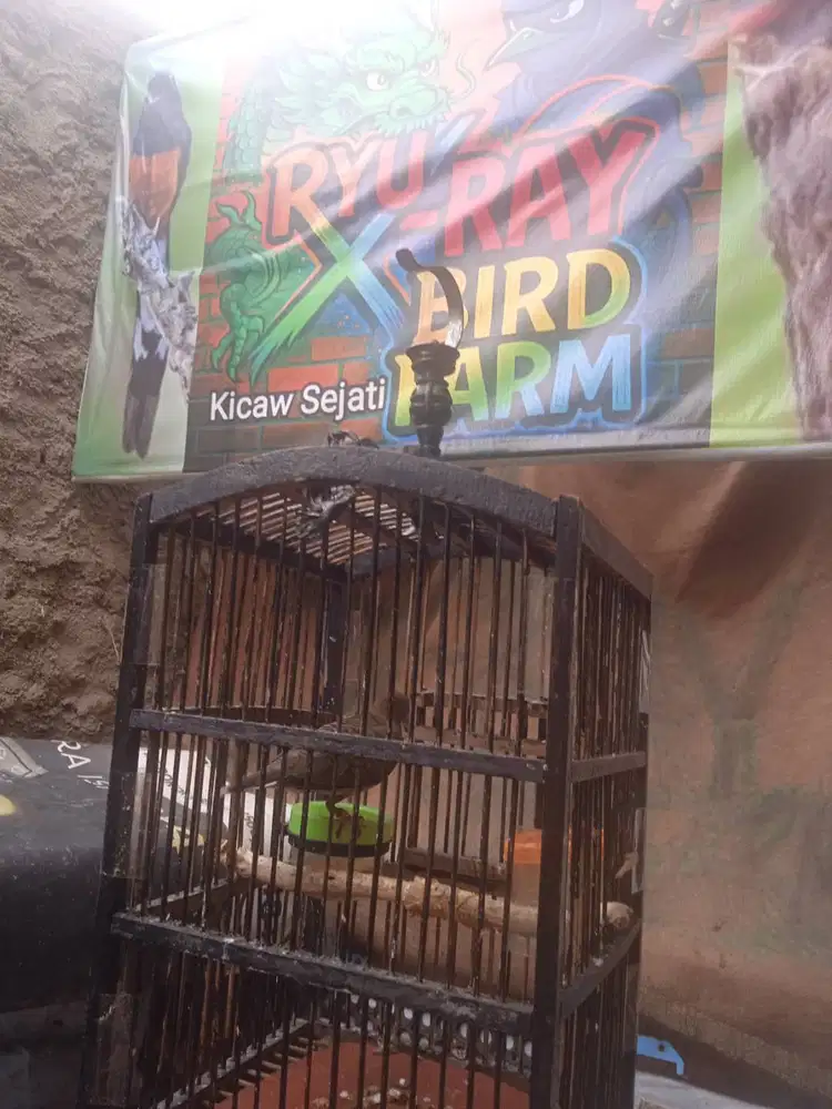 Burung Perkutut Katuranggan