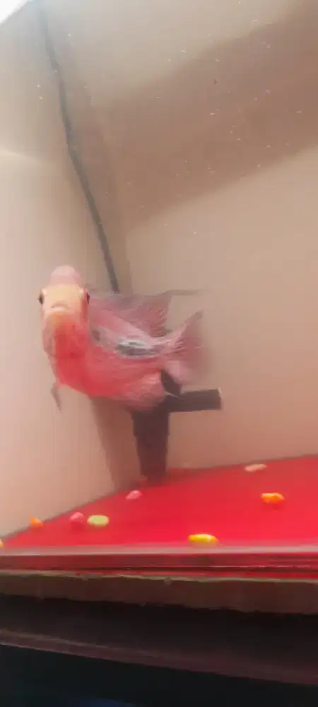 Louhan kamfa warna merah mata merah