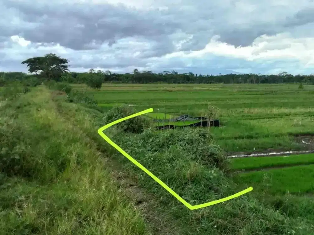 Dijual Tanah Sawah Murah di Sumber Arum Moyudan Sleman