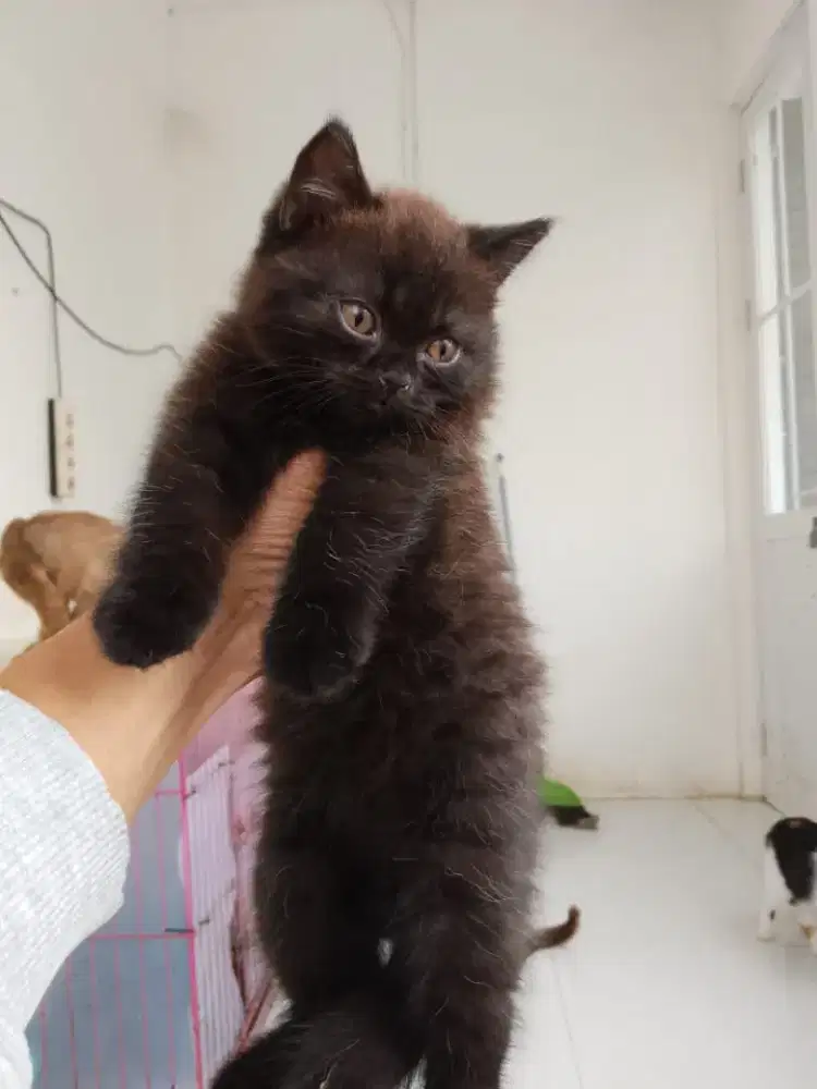 Kitten hitam BSH jantan usia 3 bulan