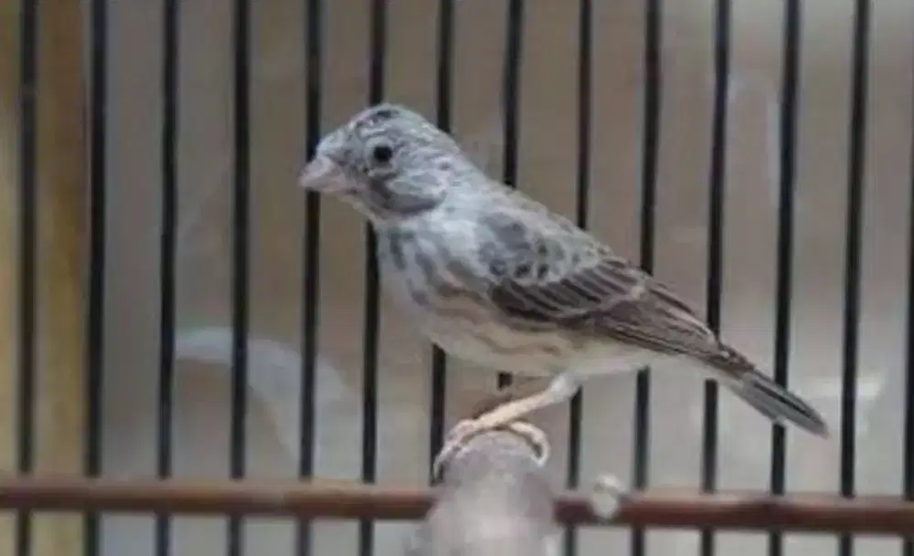 Burung sanger gacor fulset