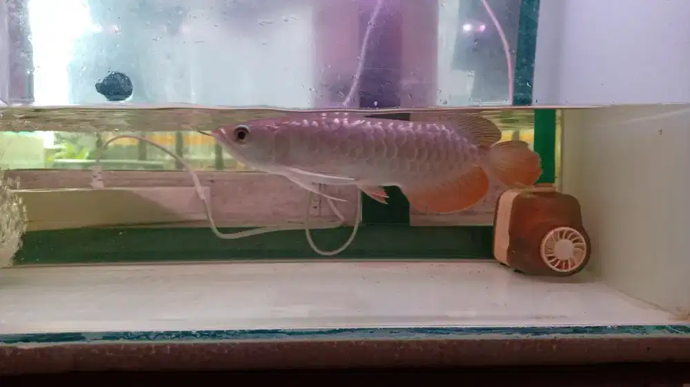 Arwana Arowana Golden Red HB