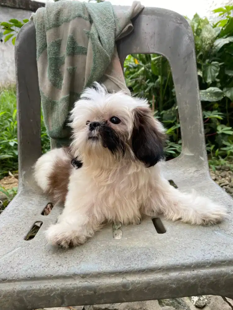 puppy shihtzu betina