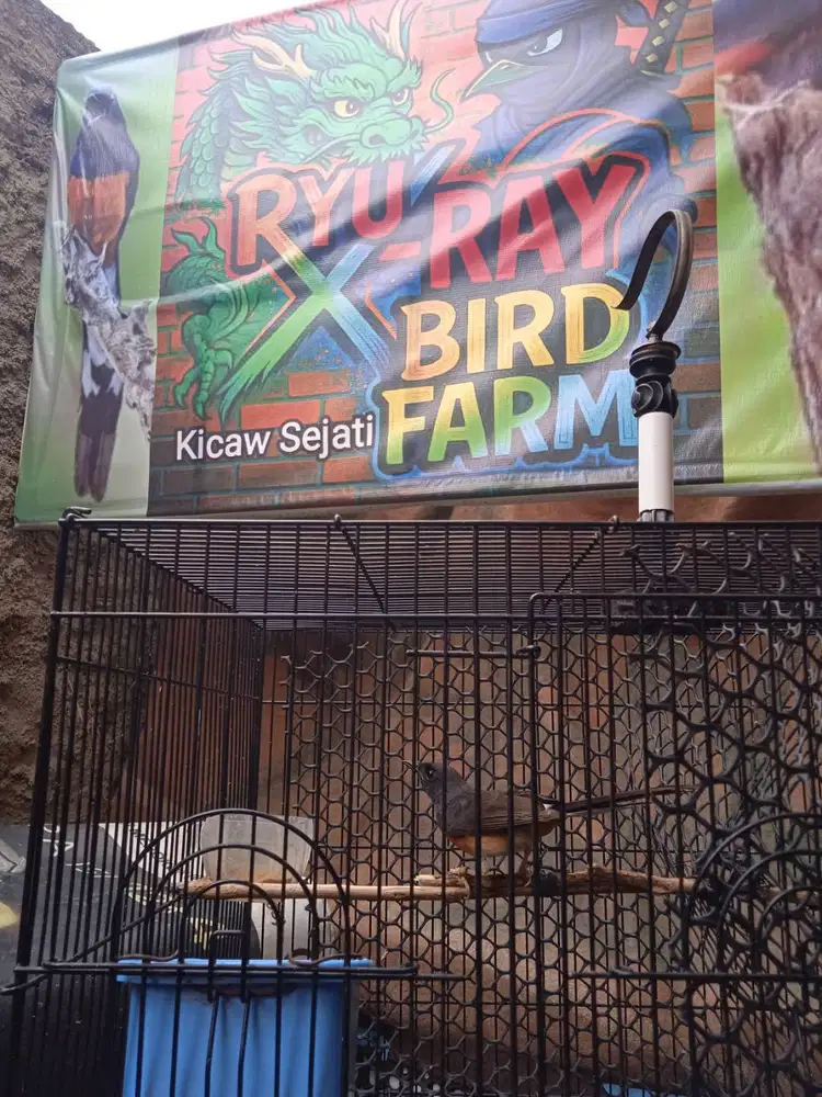 Beti Panda Sasongko Ring X~Ray Brand MBRK