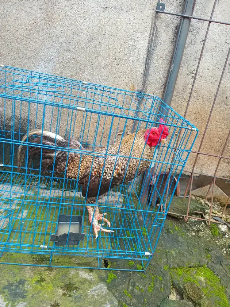 Ayam Bangkok mix kampung