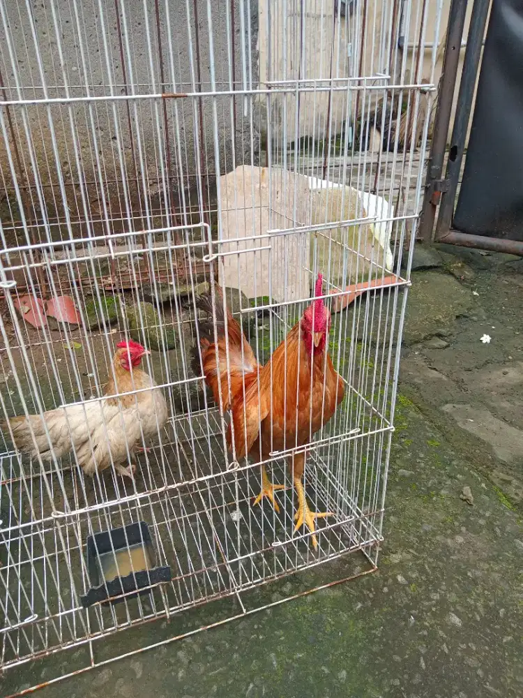 Ayam kate sepasang