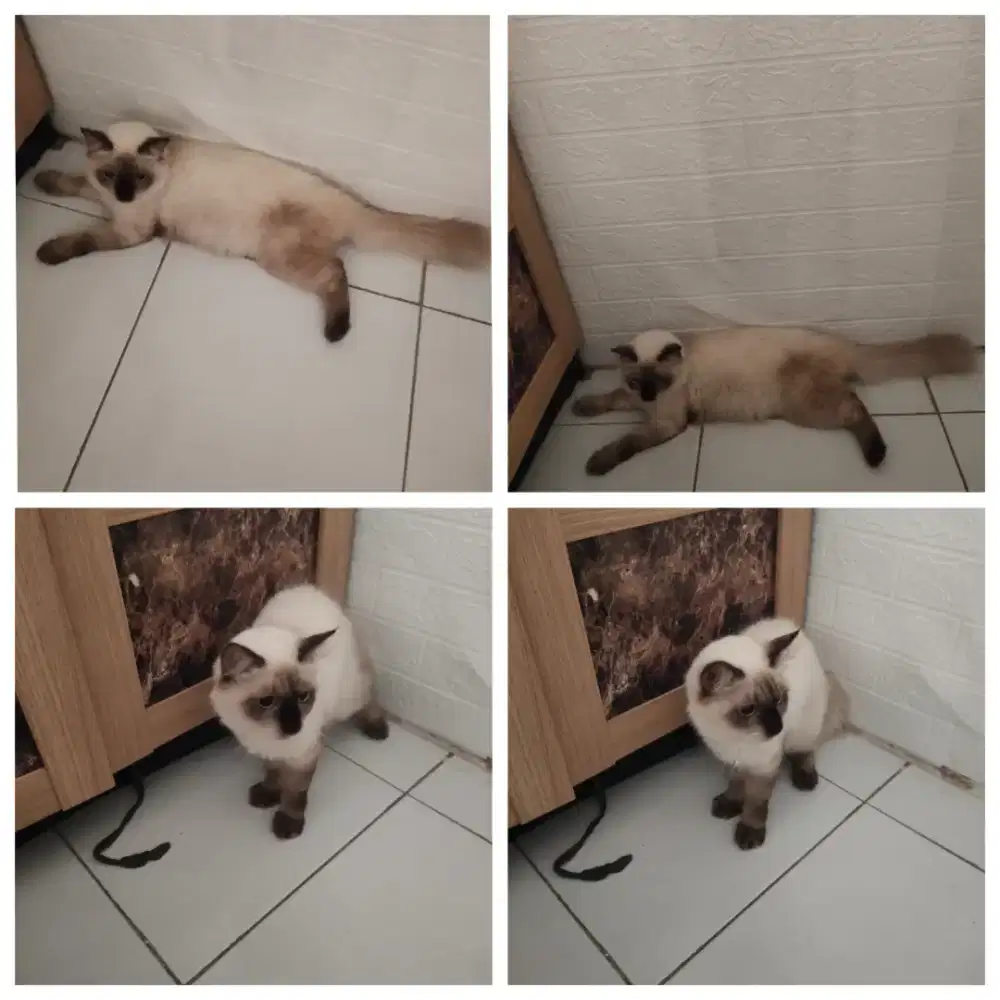 kucing jantan himalaya