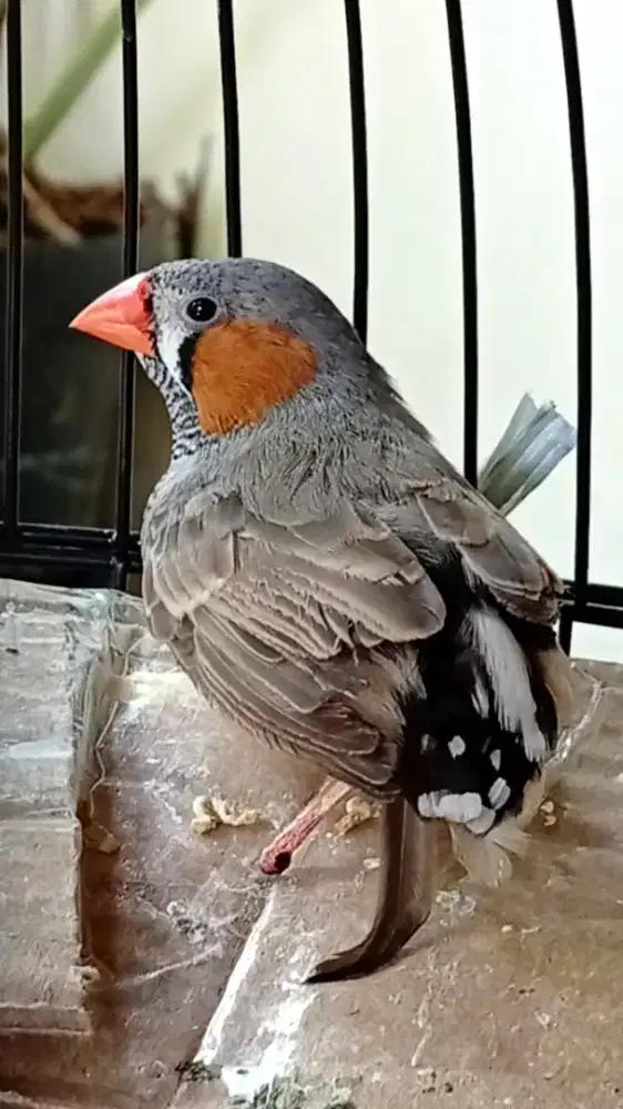 Burung Zebra finch ausy Jantan MINUS 1 kaki diserang tikus