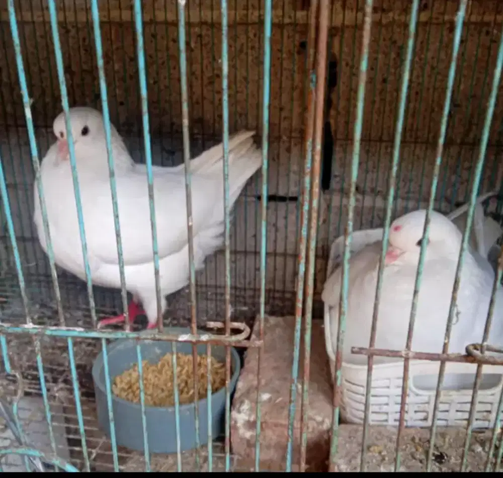 Merpati Show King Bekasi