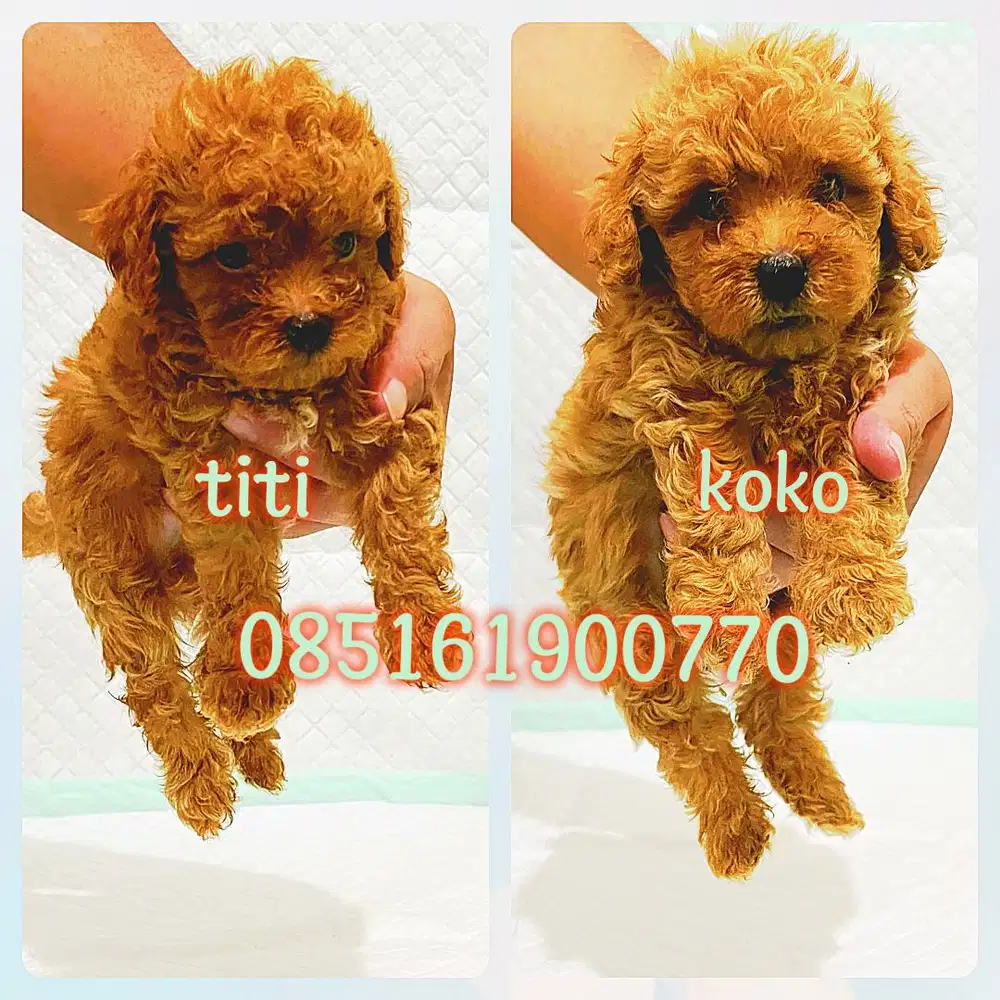 ANAKAN ANJING RED POODLE / PUDEL MURAH SEHAT