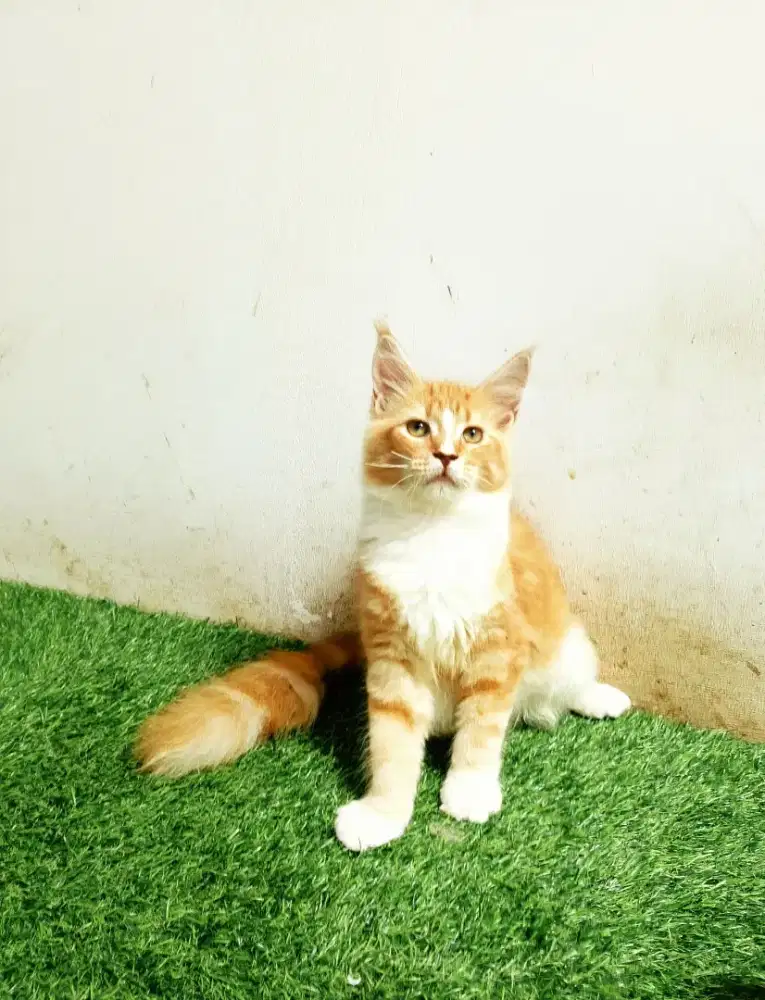 Kitten mainecoon betina pure bkn mix. induknya ped Cfa mainecoon