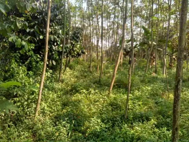 Dijual Tanah / Kebun BIsa dilewati Mobil