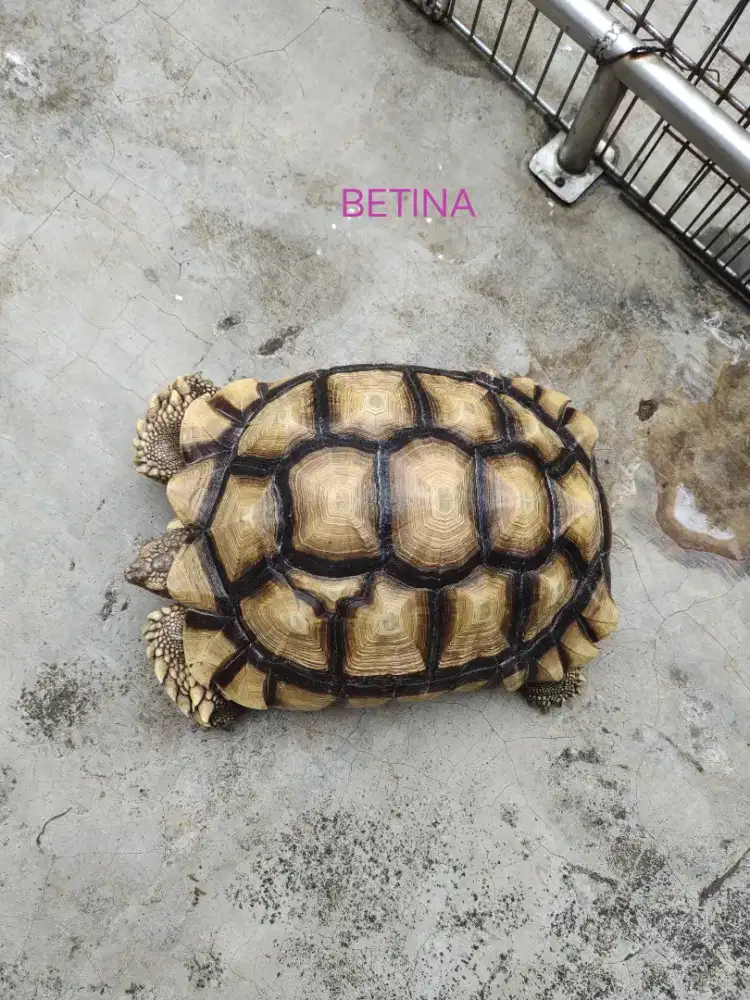 Kura kura Sulcata sepasang