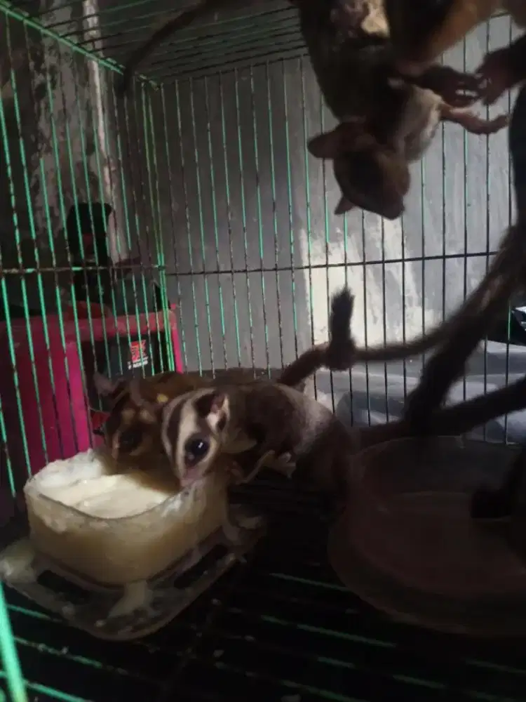 Sugar glider 3 ekor borongin aja nihh