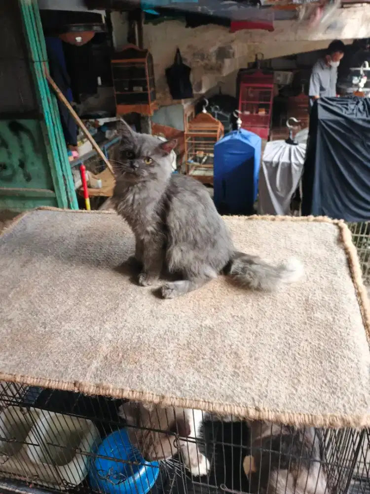 Persia jantan 4,5 bulan