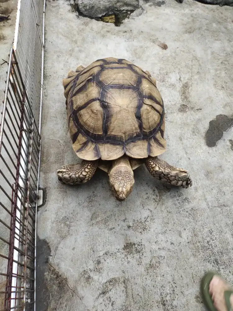 Di Jual Sulcata Dewasa