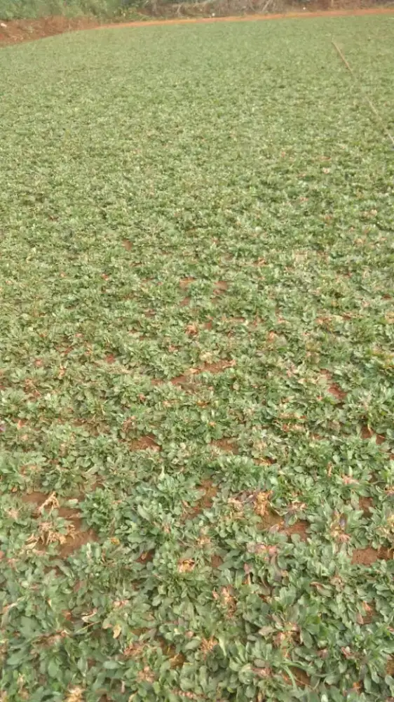 Jual rumput gajah mini + jasa tanam