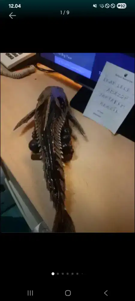 Dijual pajangan ikan lele amazon