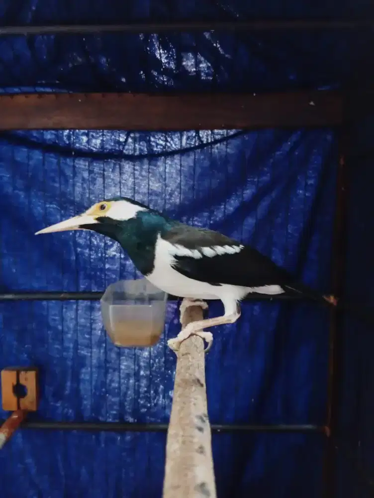Burung JALAK SUREN Penambah Harian Rajin
