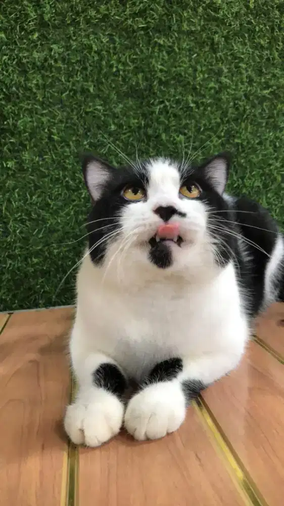 British shorhair mix persia