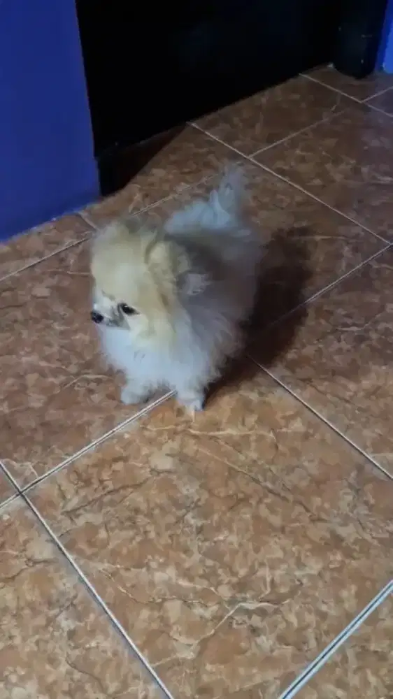 Dijual cepat anjing super minipom jantan