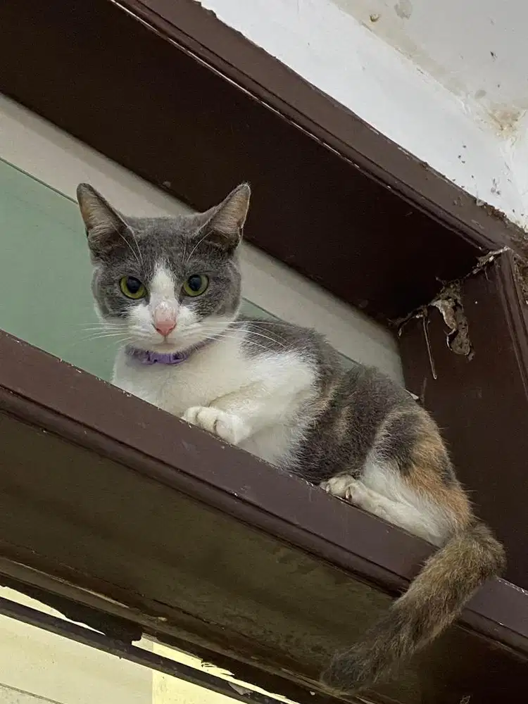 KUCING BSH MIX RUSSIAN BLUE BETINA