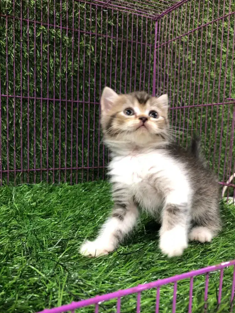 Persia Medium Betina