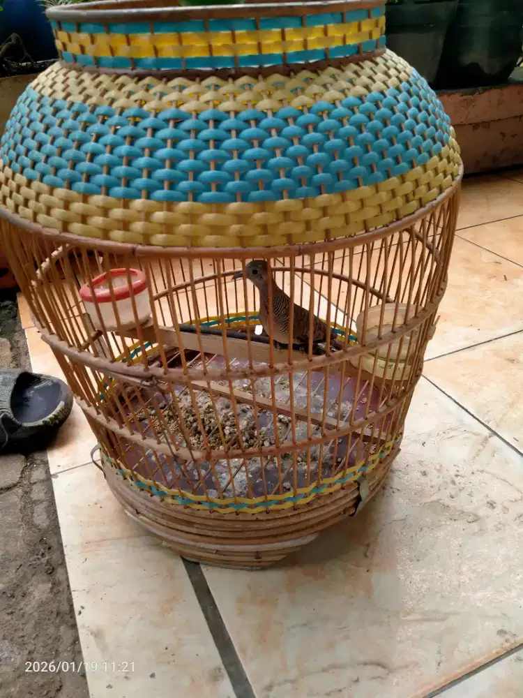 Perkutut bangkok kramat