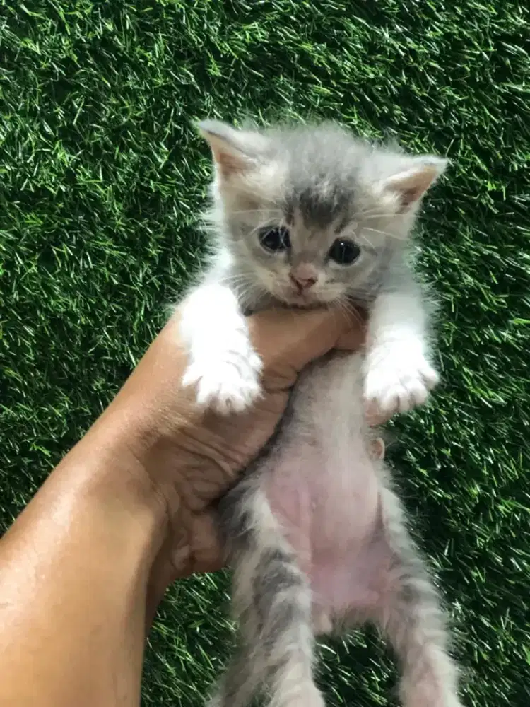 Persia Medium jantan