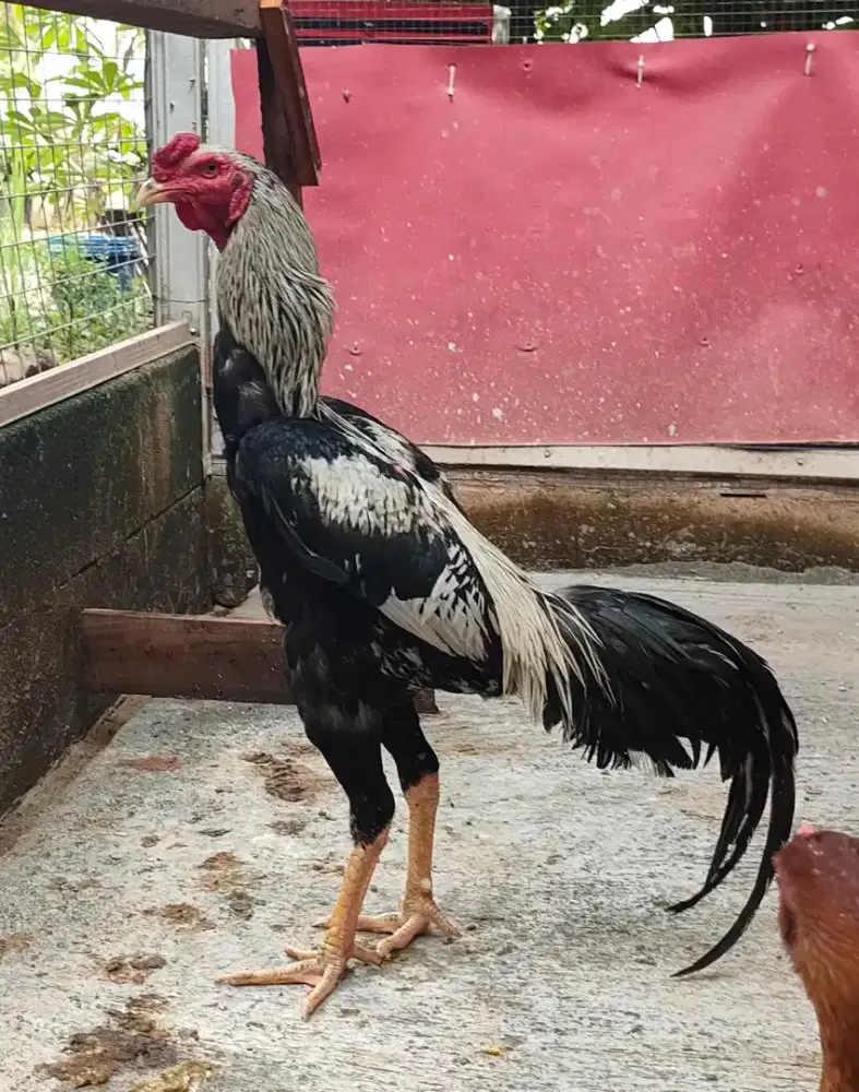 Ayam Bangkok Trah Shamo & BK UK 5.5 Up