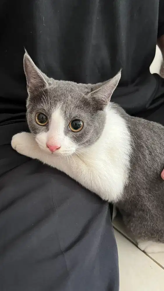 KITTEN KUCING BSH MIX RUSSIAN BLUE GENDUT PUNYA PRIBADI