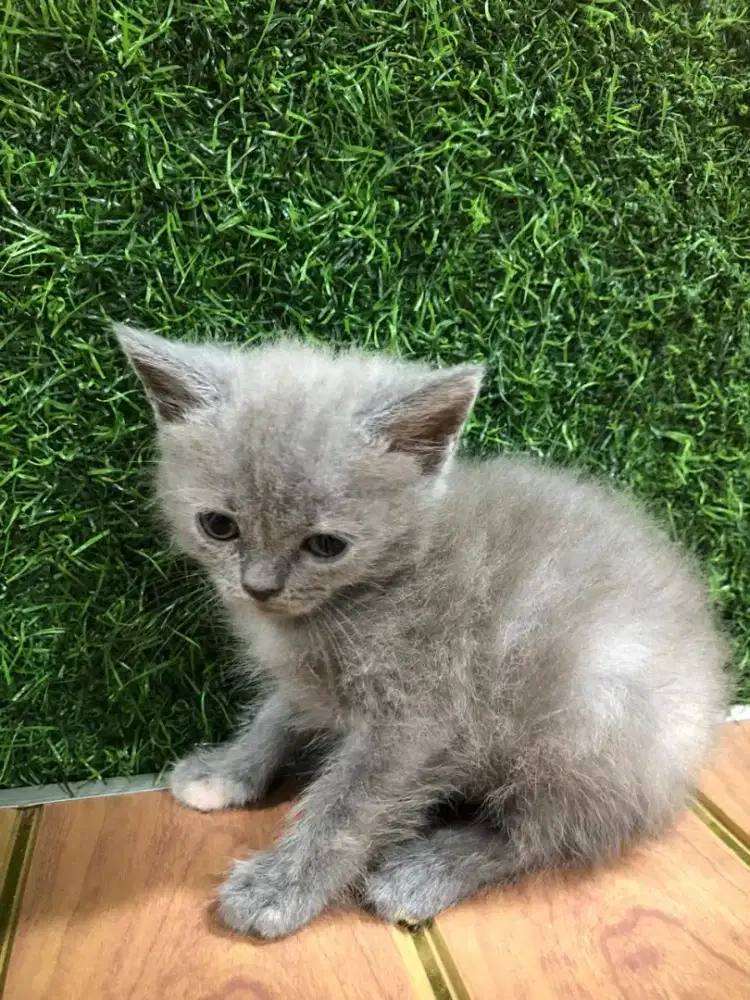 Persia Medium Betina