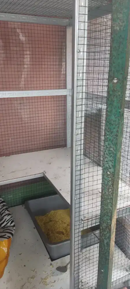 Kandang kucing bekar rasa baru