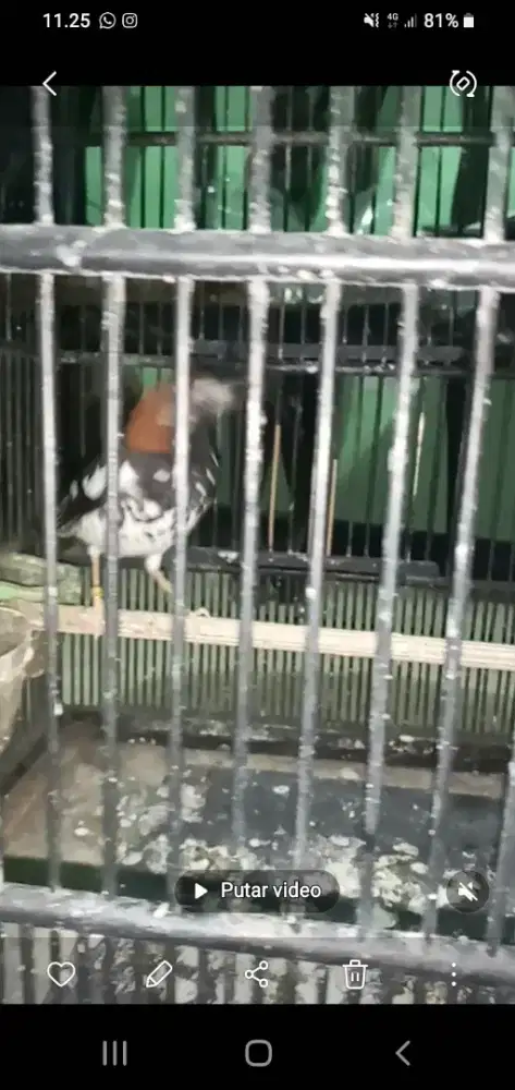 Anis kembang 4 ekor, 2 plong 2 nriwik