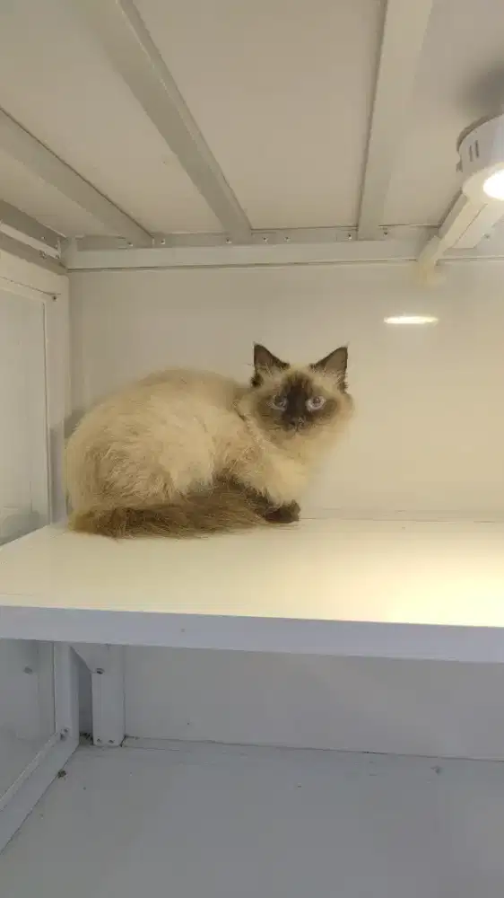 Kucung himalaya betina longhiair