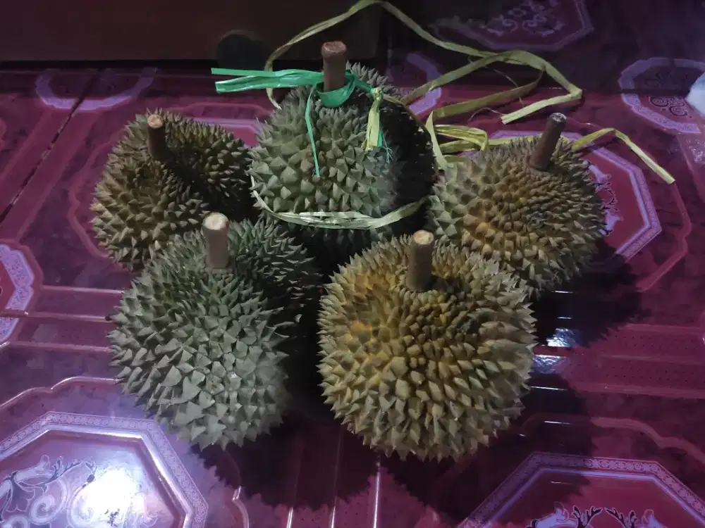 Jual durian premium black thorne, musangkin dan bawor