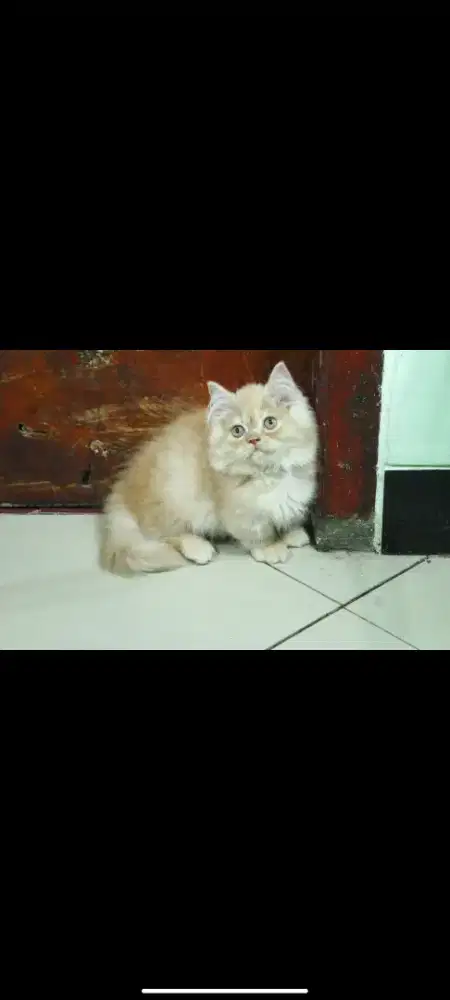 kucing kitten anakan persia anggora himalaya ragdoll mainecoon