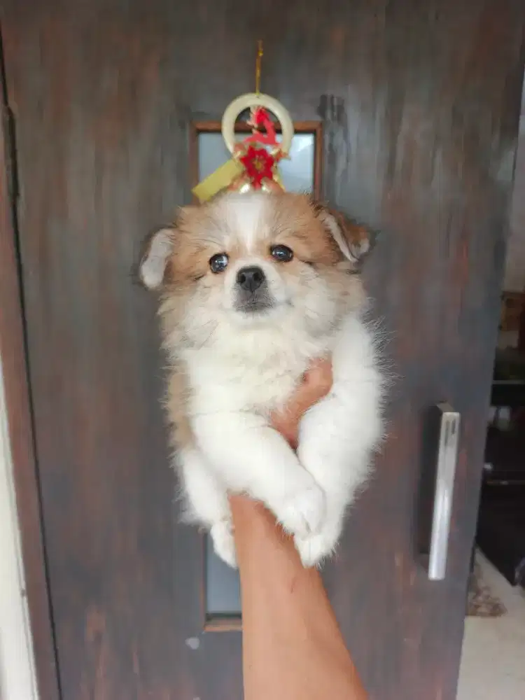 Pom mix shihtzu puppy