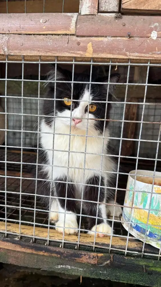 Kucing Betina mixdom hitam