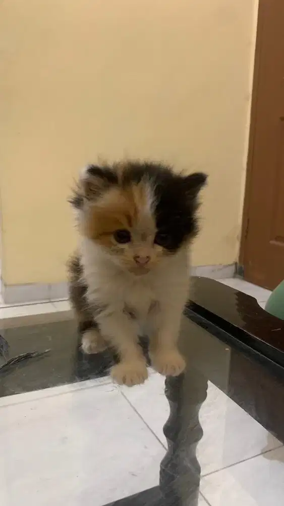 Anak Kucing Warna Cokelat Putih Hitam