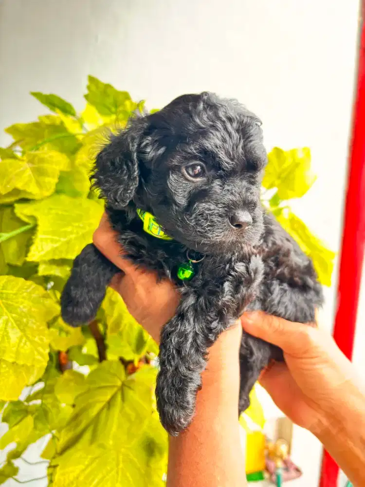 Pure poodle termurah