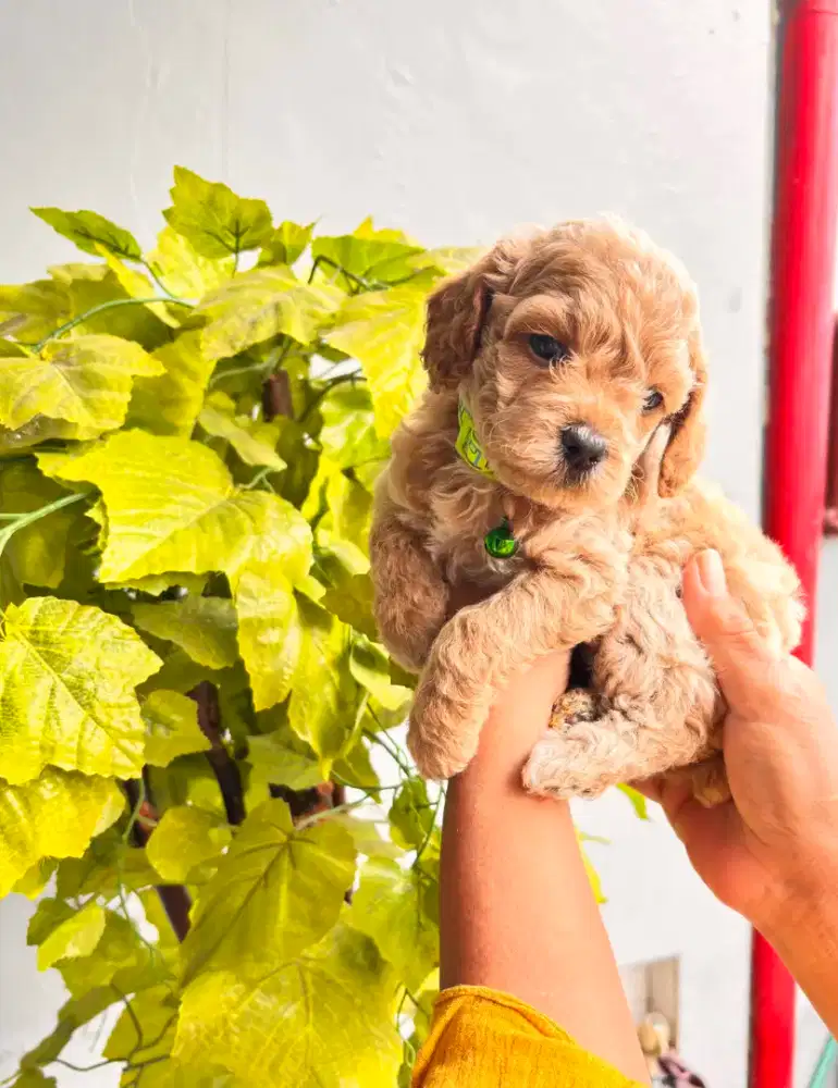 Pure poodle termurah