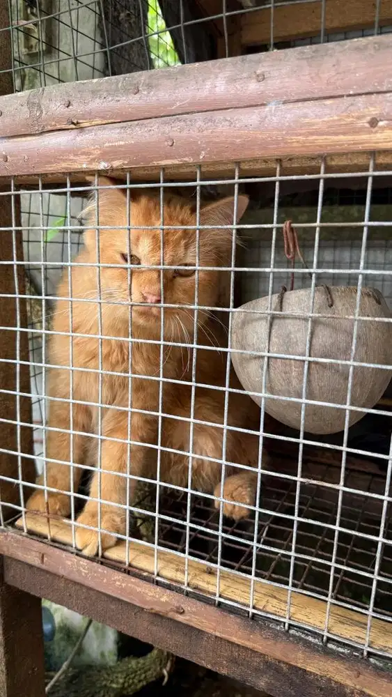 Kucing orens mixdom betina