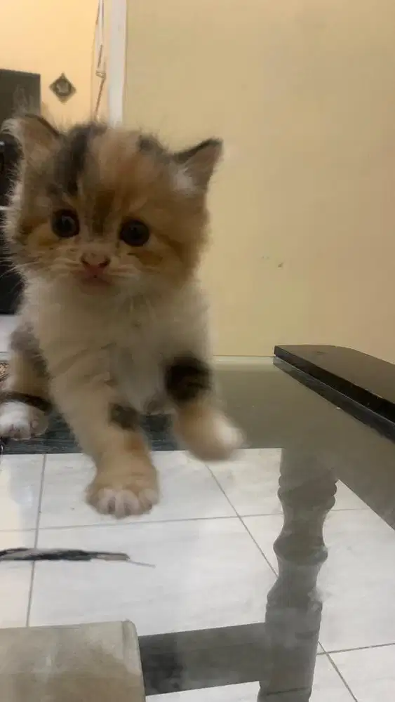 Anak Kucing Warna Cokelat Putih Hitam