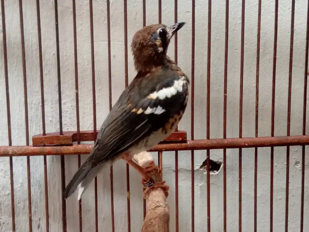 Anis kembang ring jantan muda gacor