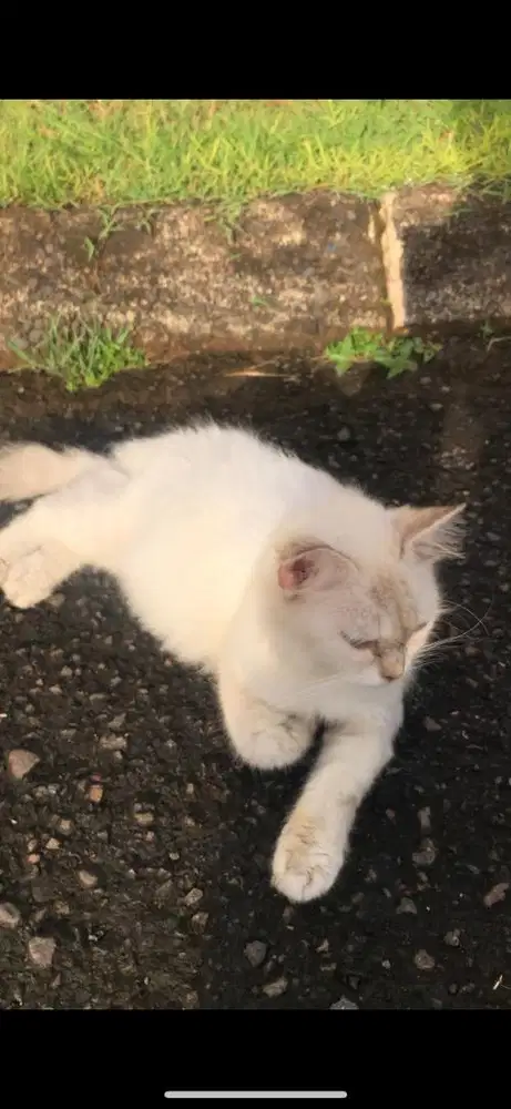 Kucing BETINA persia