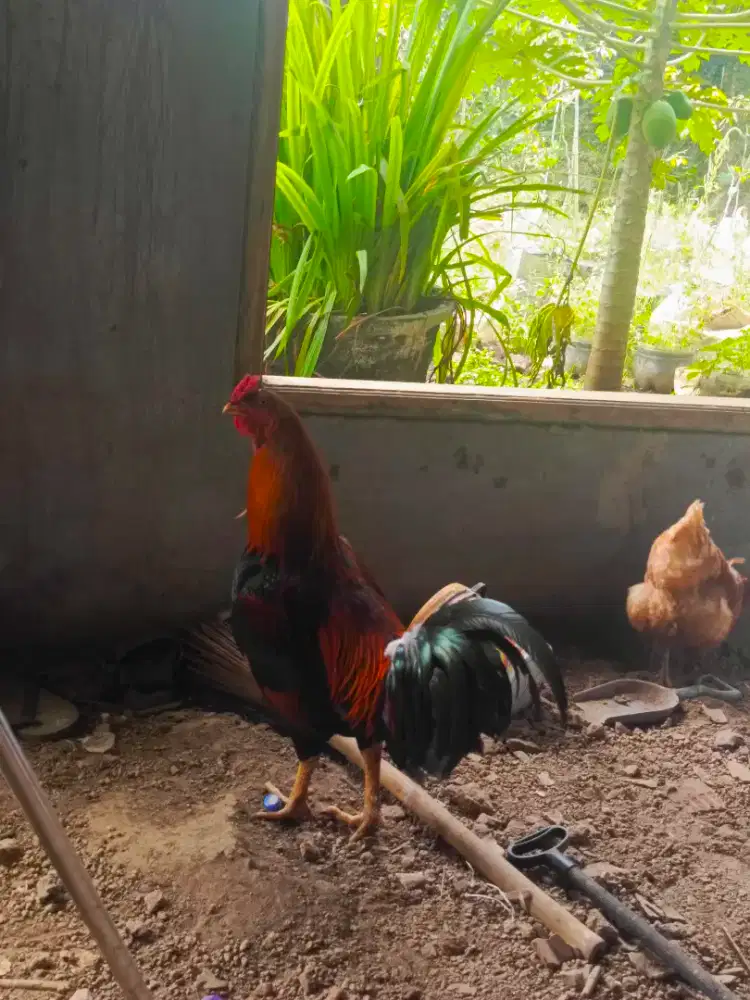 Ayam bangkok jantan besar