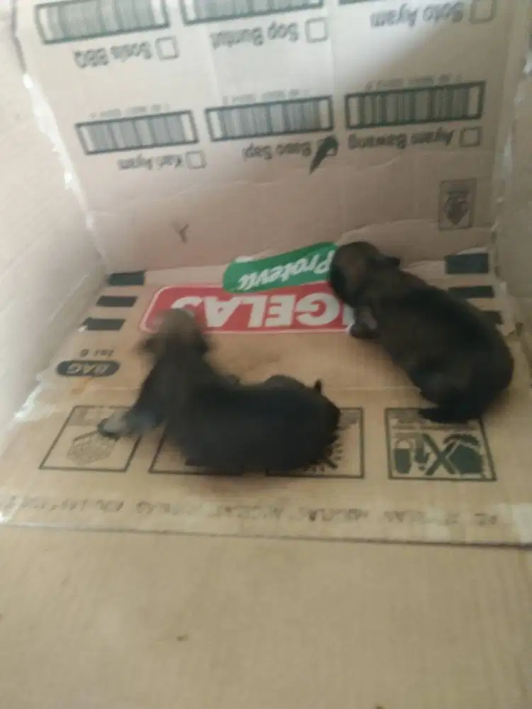 Anakan pom mix shitzu