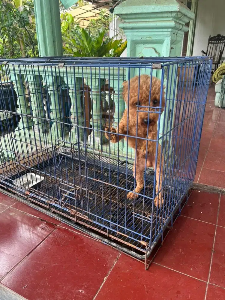 Open adopt puppies red poodle