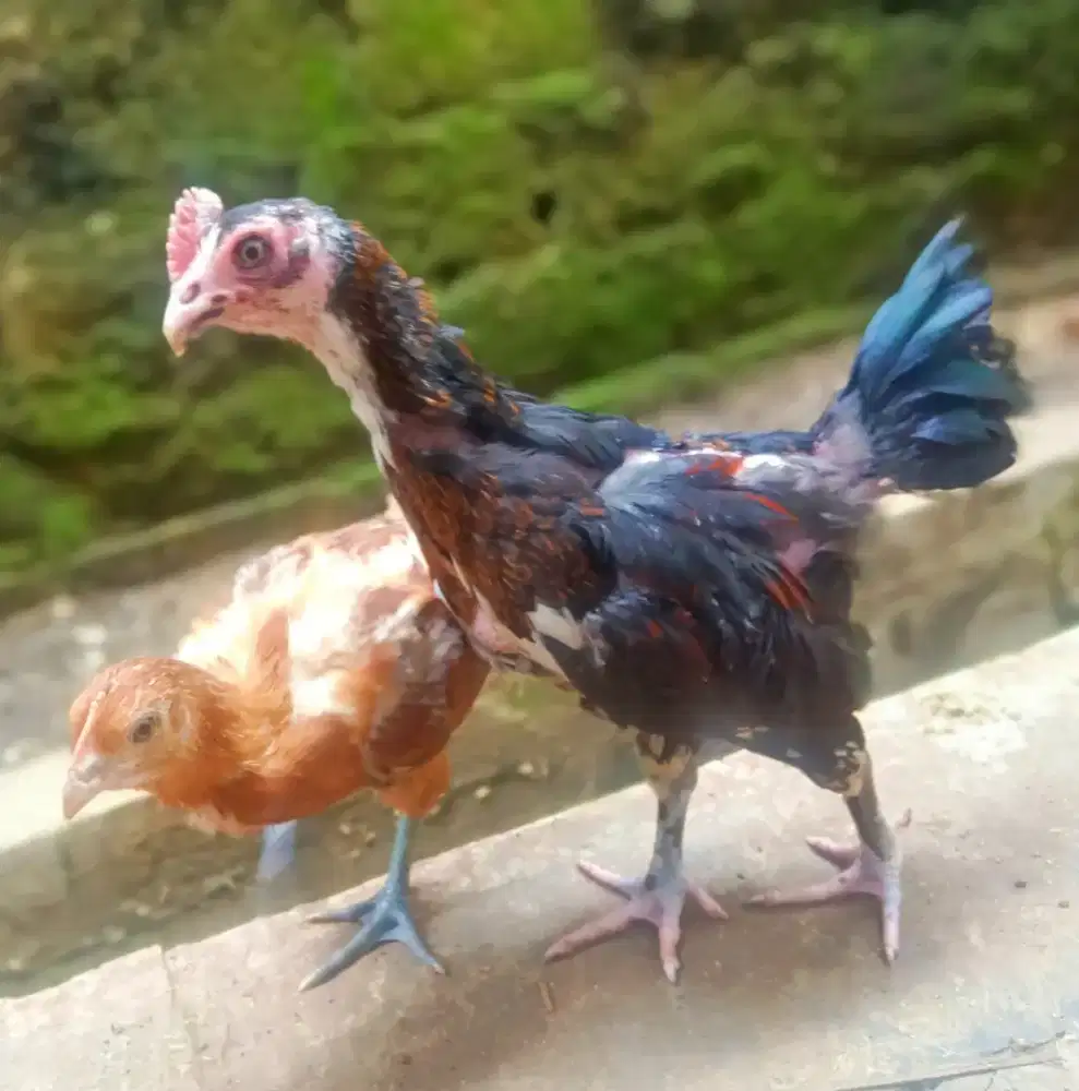AYAM PELUNG SEPASANG